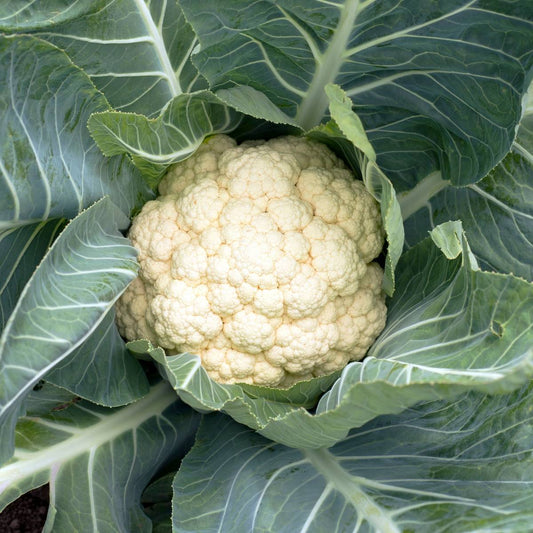 Premium Cauliflower 'Snowball' Heirloom Seeds for Your Garden