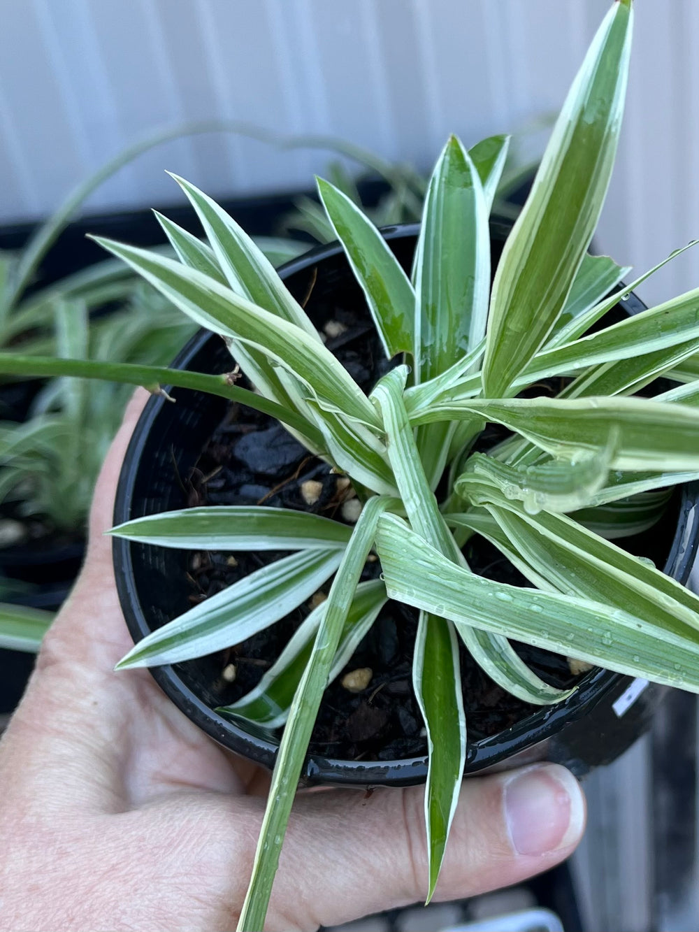Spider Plant (Small)