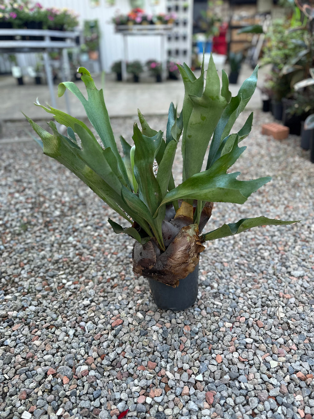 Elkhorn Fern 175mm