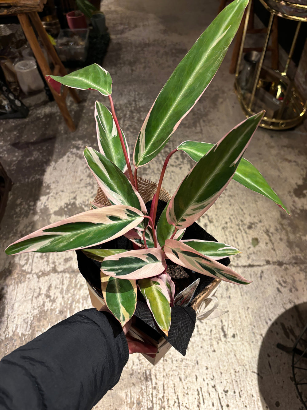 Stromanthe Sanguinea Triostar