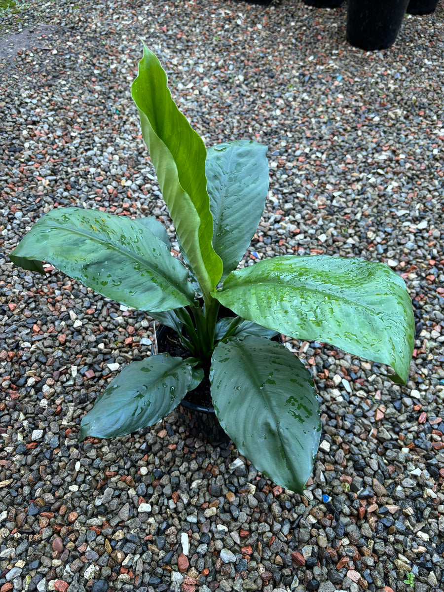 SPATHIPHYLLUM BLUE MOON