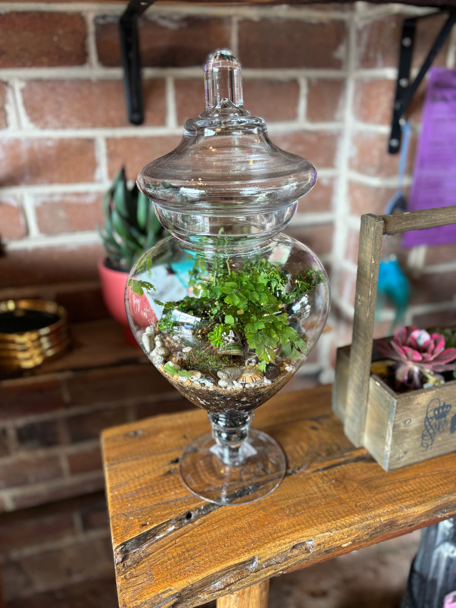 Rain Forest Terrariums