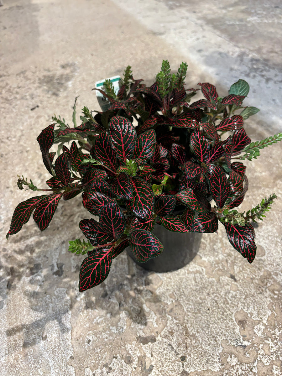 FITTONIA