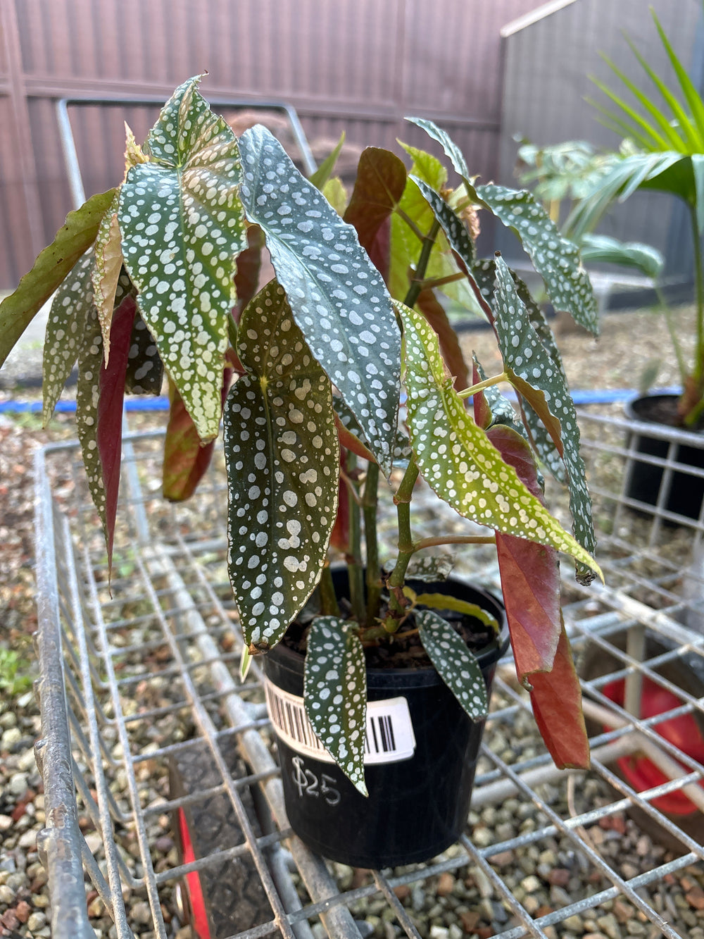 Begonia White Speckled