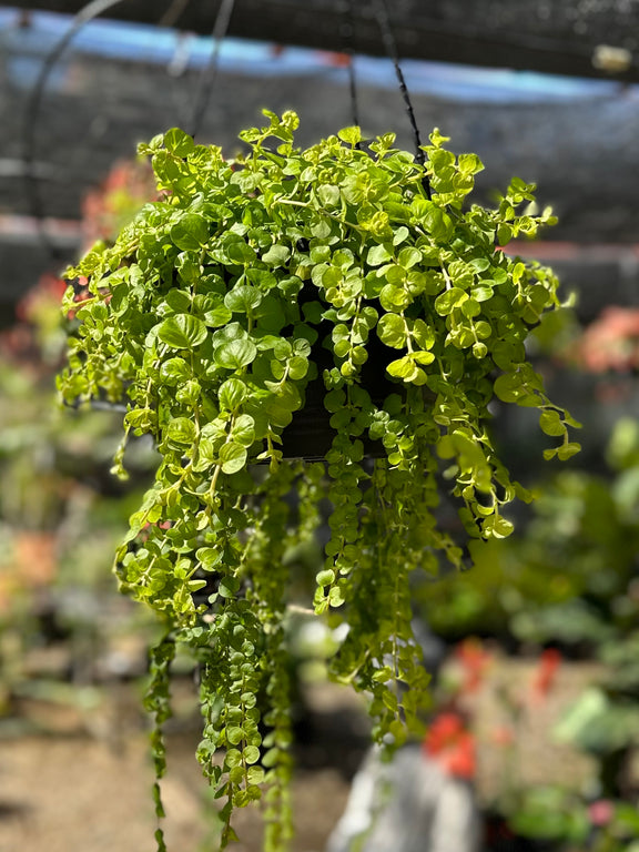 goldilocks hanging plant GOLDILOCKS HANGING BASKETS