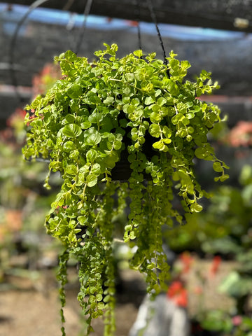 GOLDILOCKS HANGING BASKETS