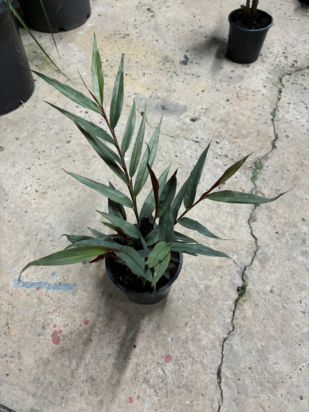 Red Bamboo Ginger