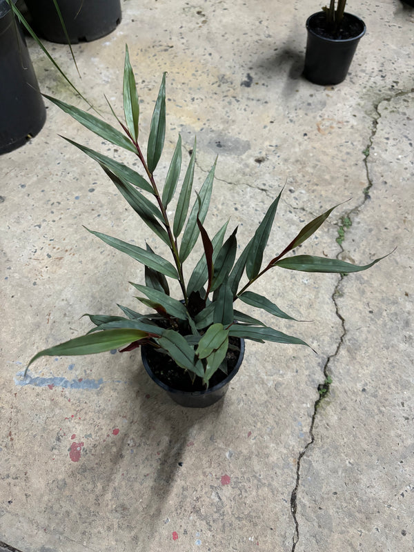 Red Bamboo Ginger