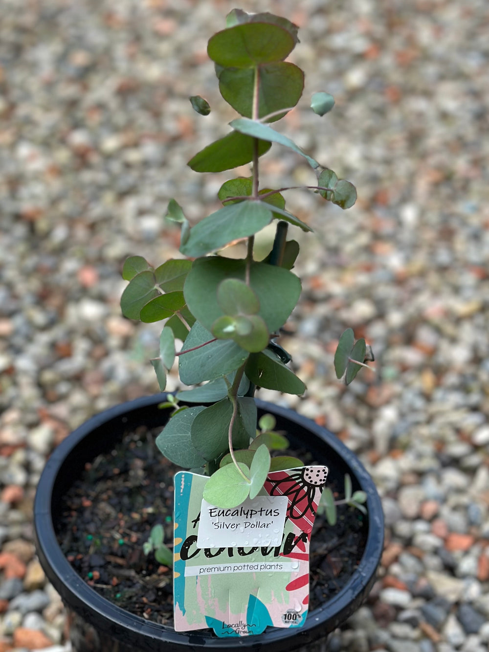 Eucalyptus