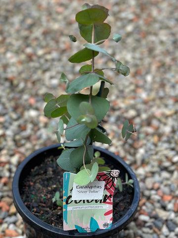 EUCALYPTUS