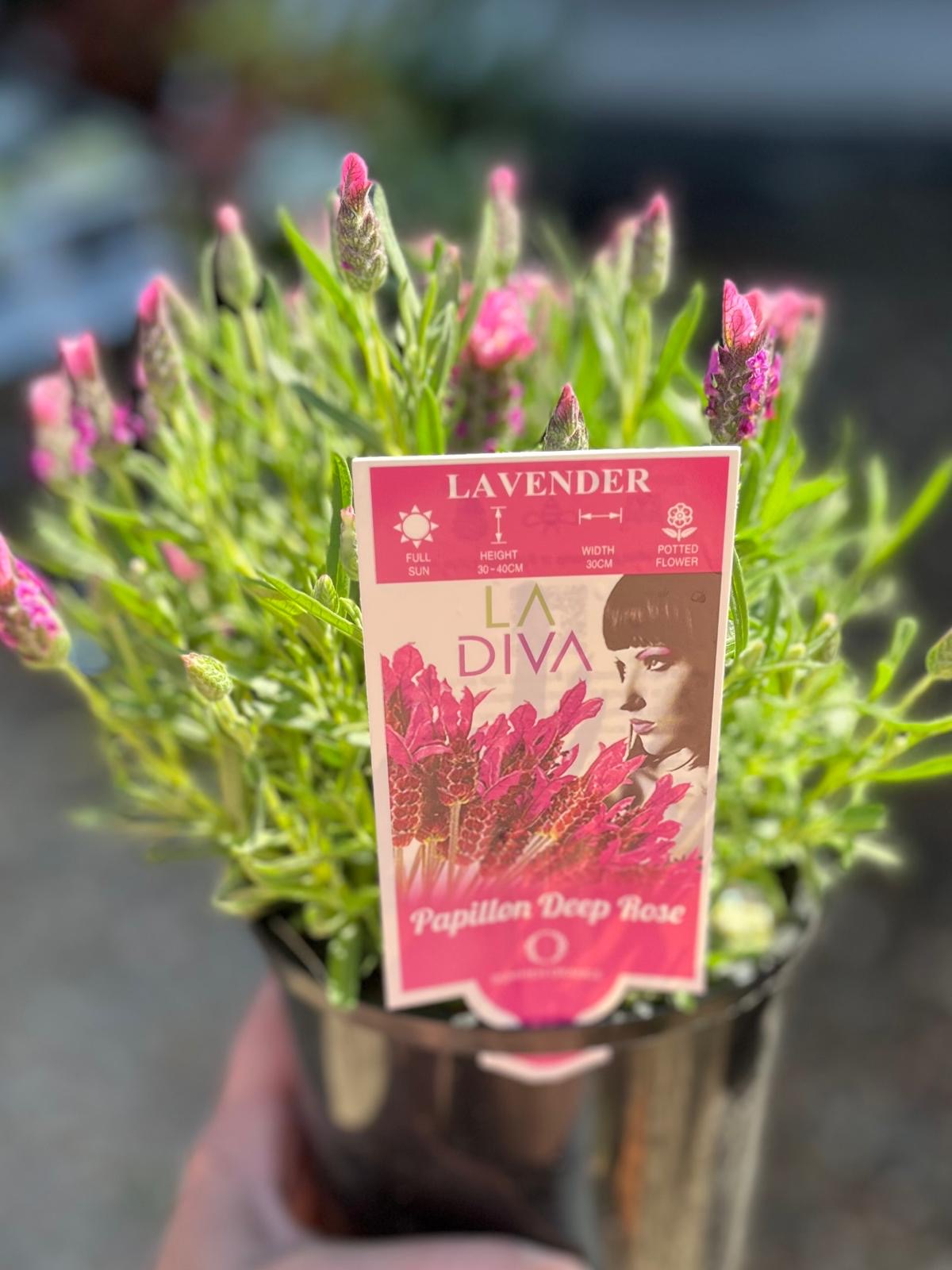 LAVENDULA LA DIVA