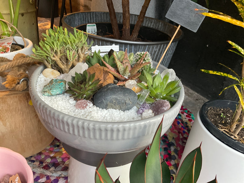 Custom Miniature succulent garden