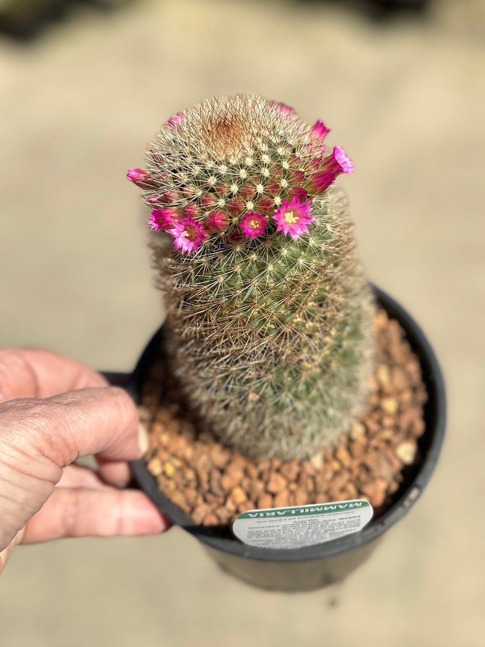 Cactus 125mm