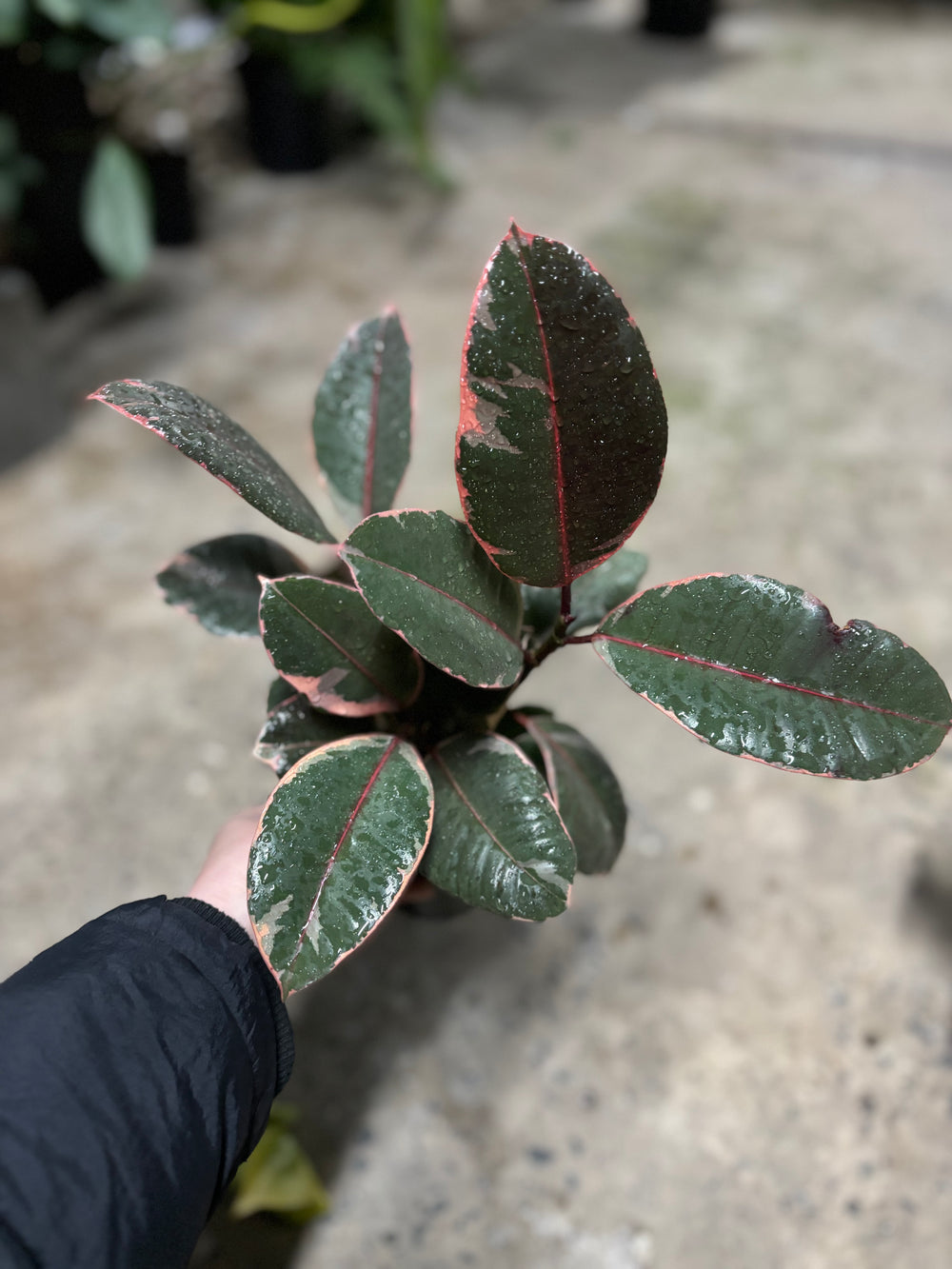 Ficus Ruby (Variegated Rubber Plant)