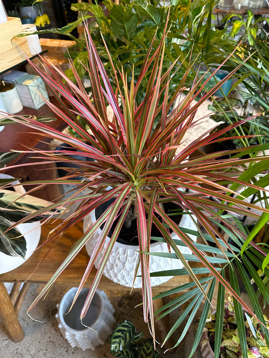 DRACAENA COLORAMA