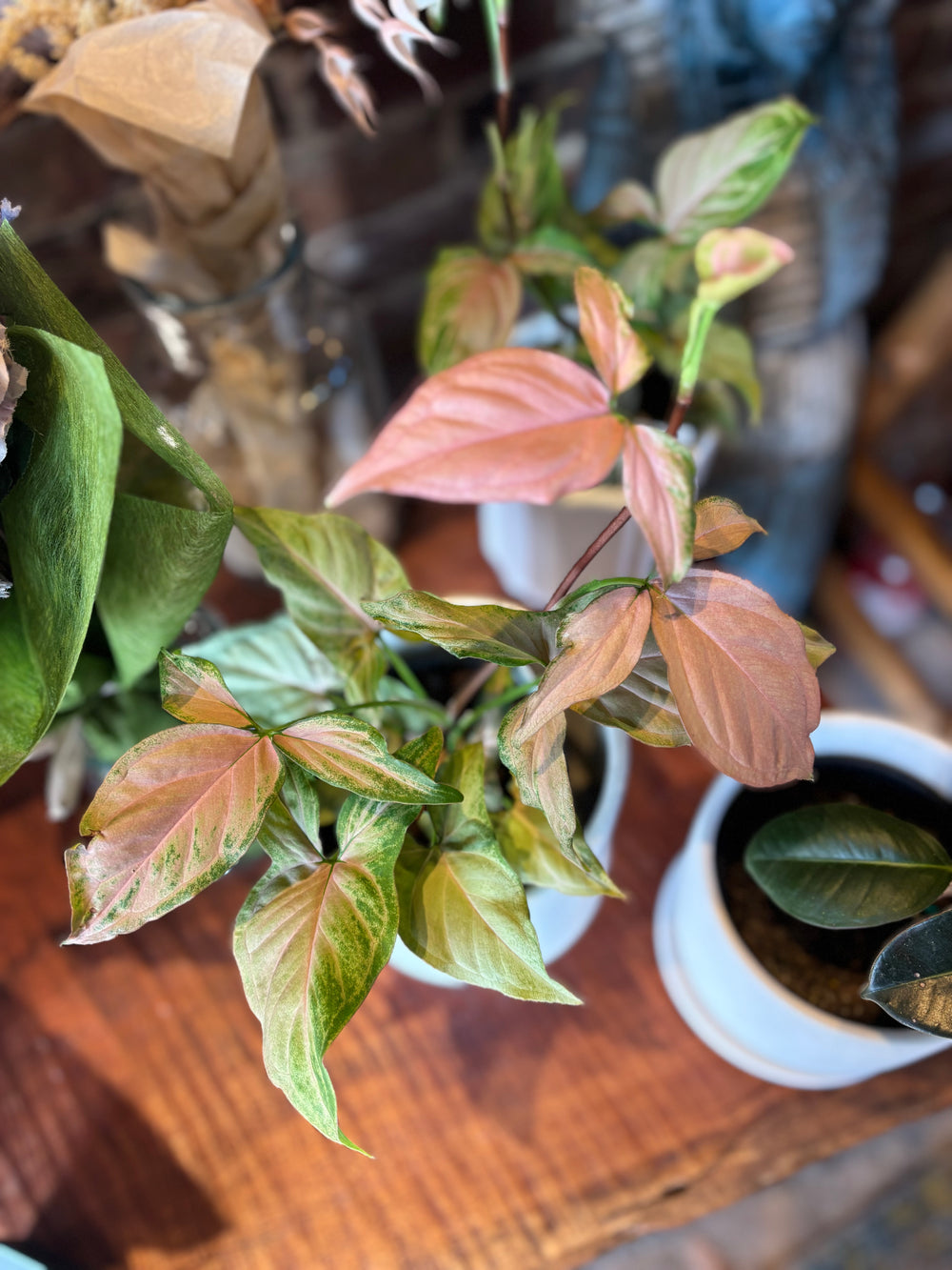 Syngonium Maya Red