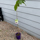 BLACK MULBERRY