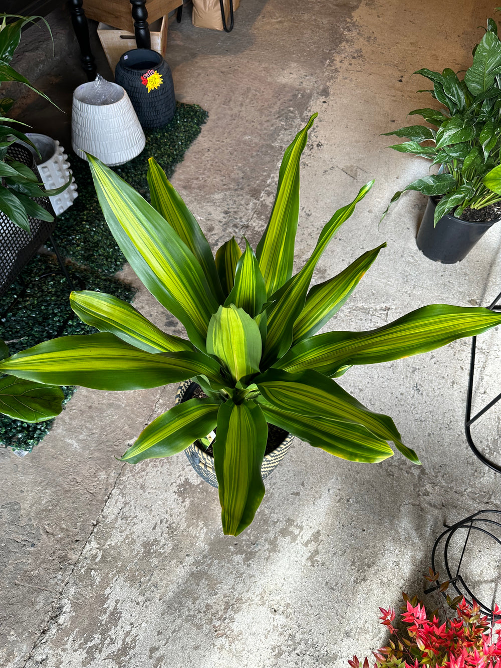 Dracaena Golden Heart