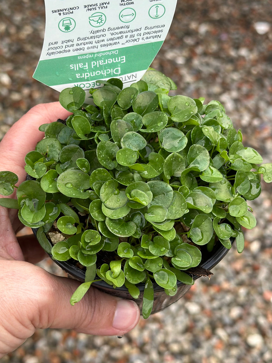 DICHONDRA