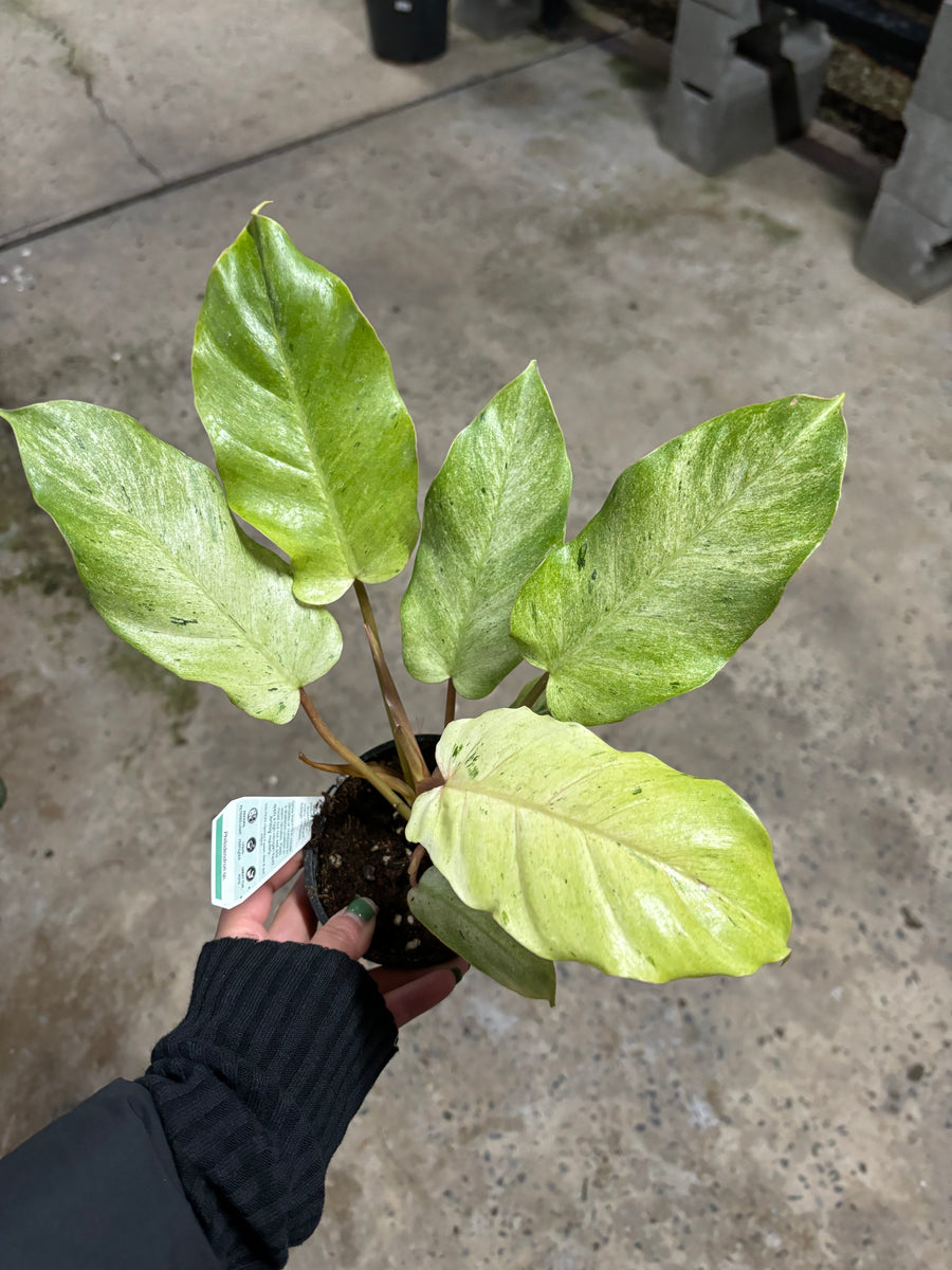 PHILODENDRON SNOWDRIFT