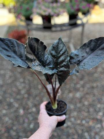 ALOCASIA CHIENLII