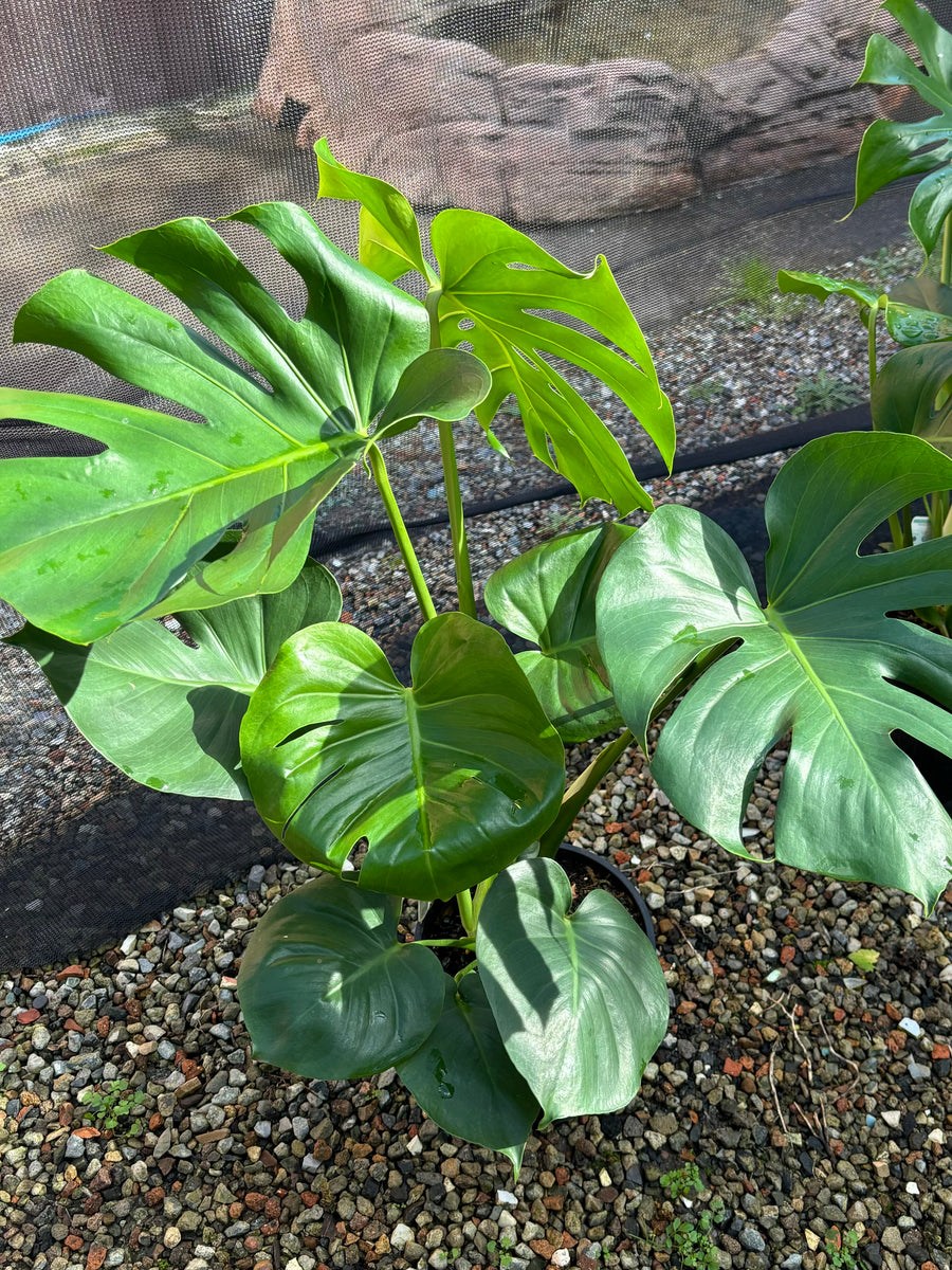 MONSTERA DELICIOSA