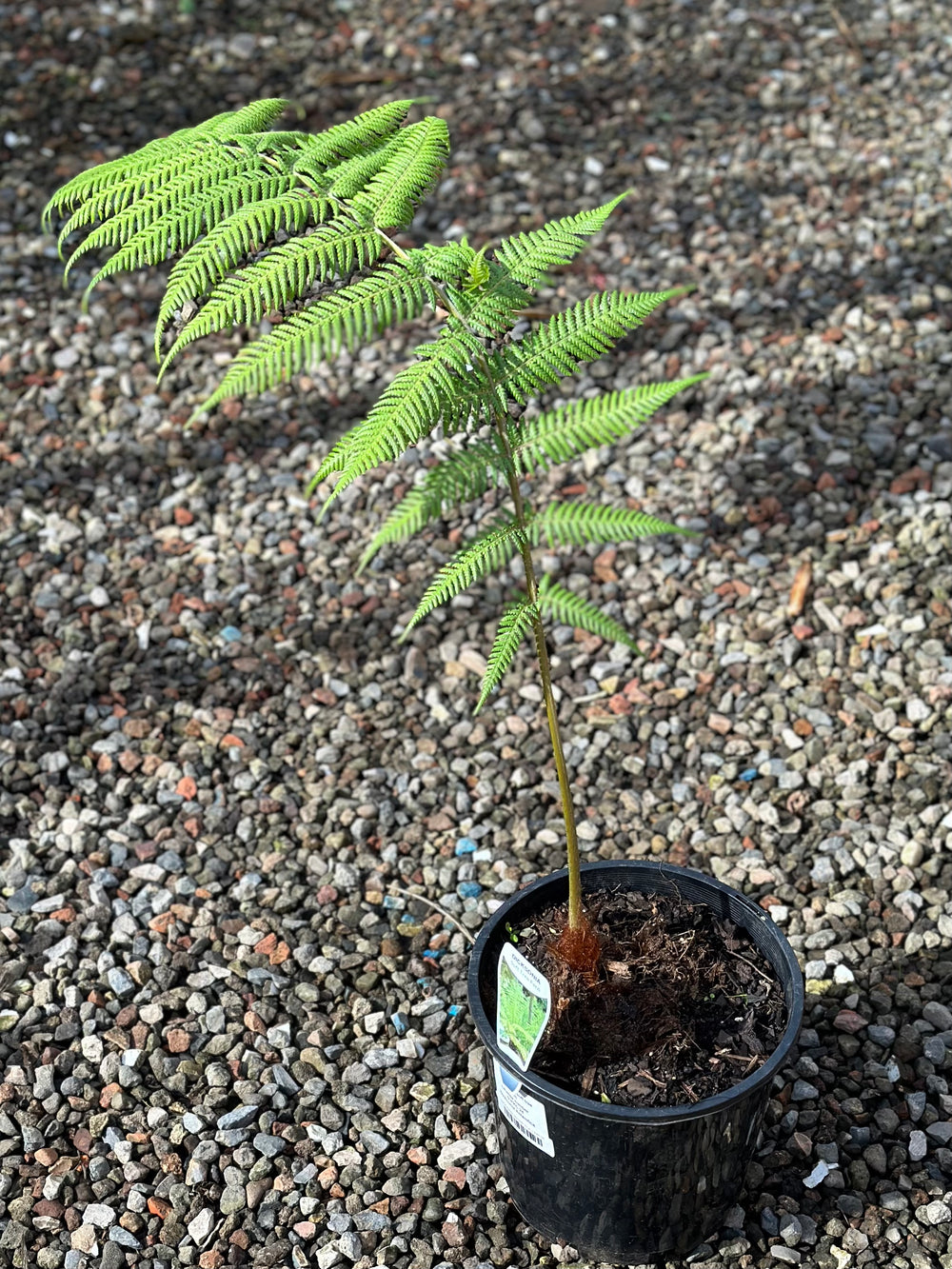 Dicksonia antarctica Tasmanian Tree Fern 200mm