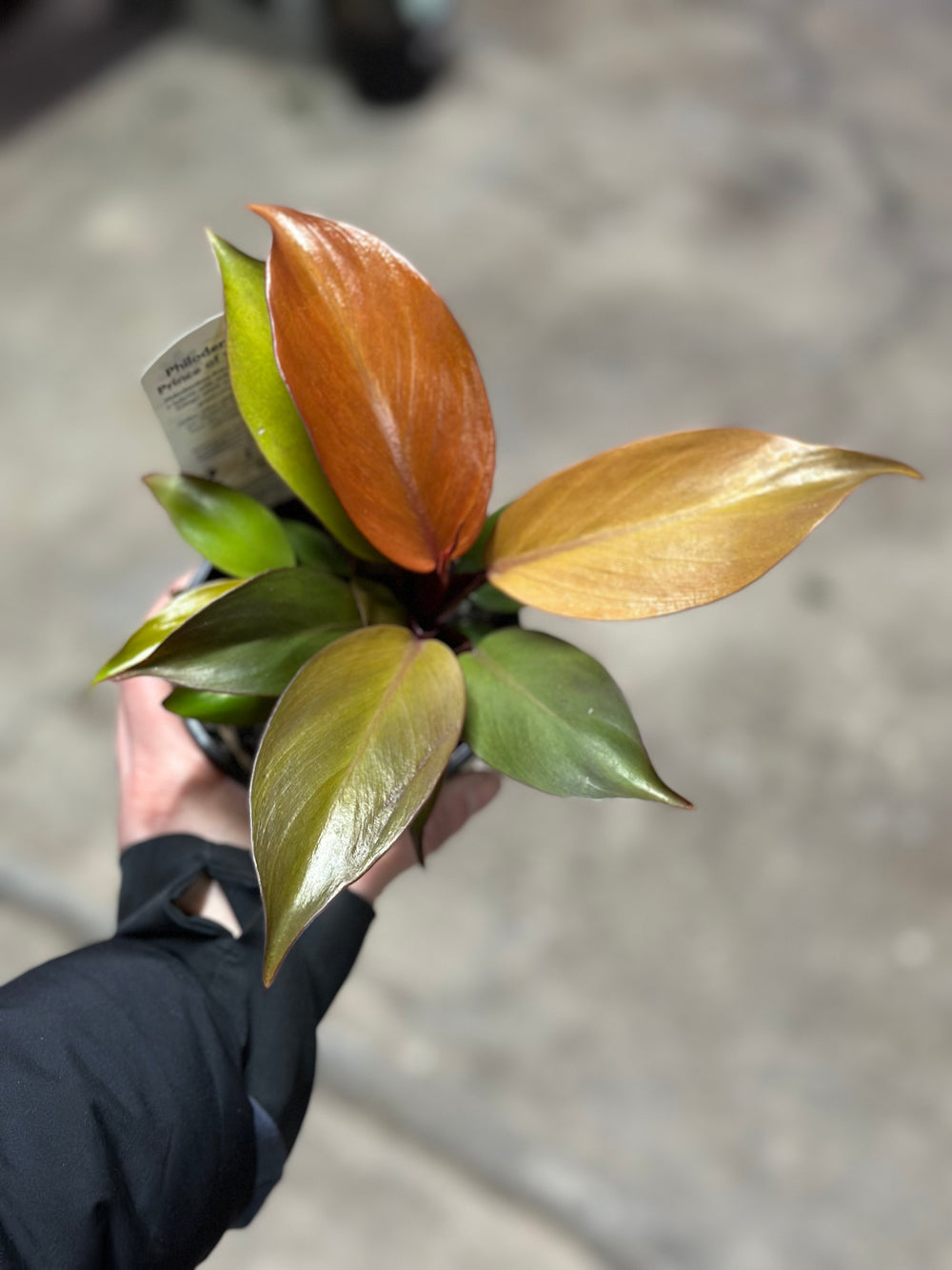 Philodendron Prince of Orange