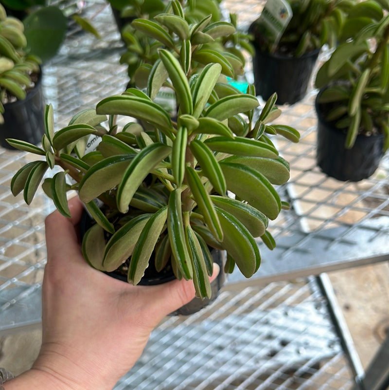 PEPEROMIA DOLABRIFORMIS