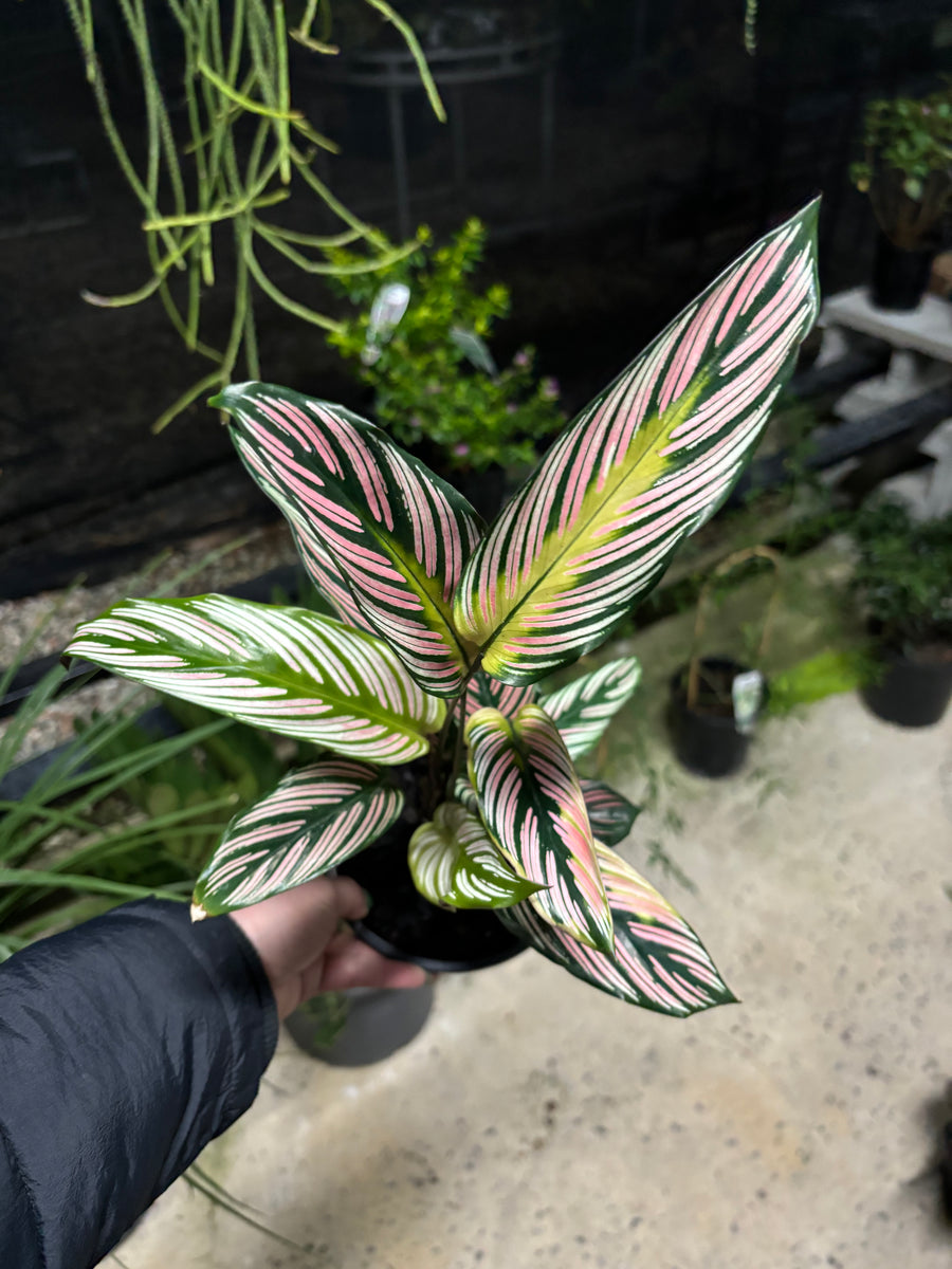 CALATHEA WHITE STAR