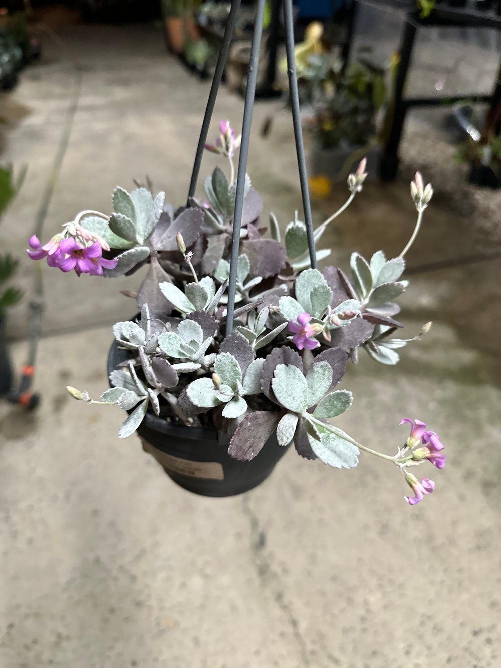 Hanging Succulents