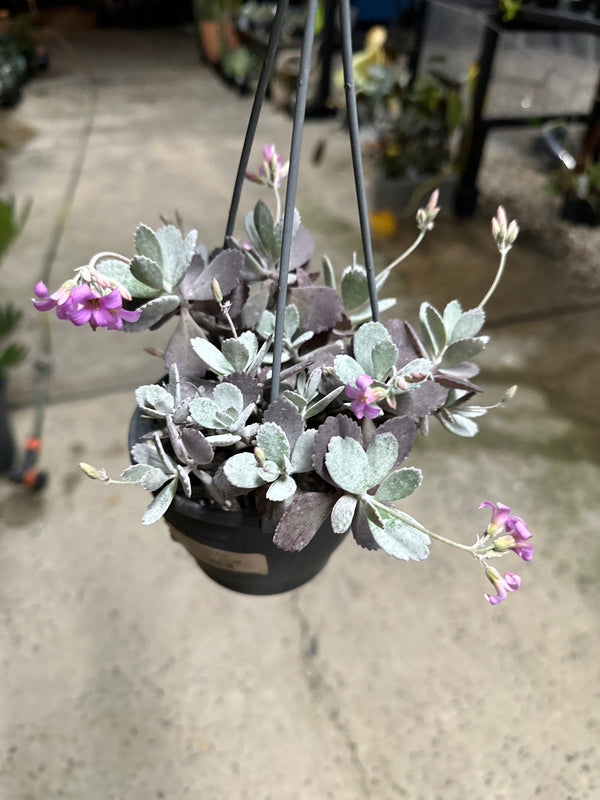 Hanging Succulents