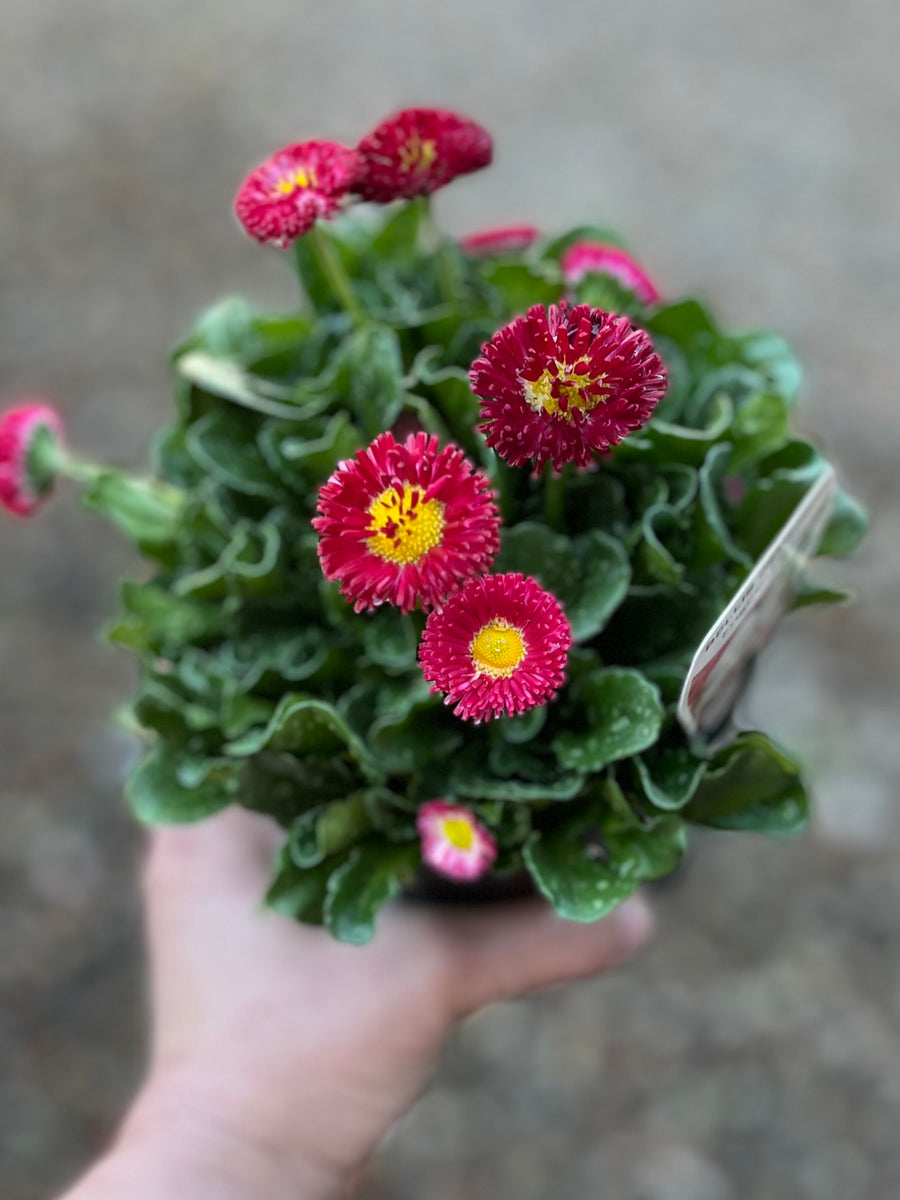 BELLIS PERENNIS