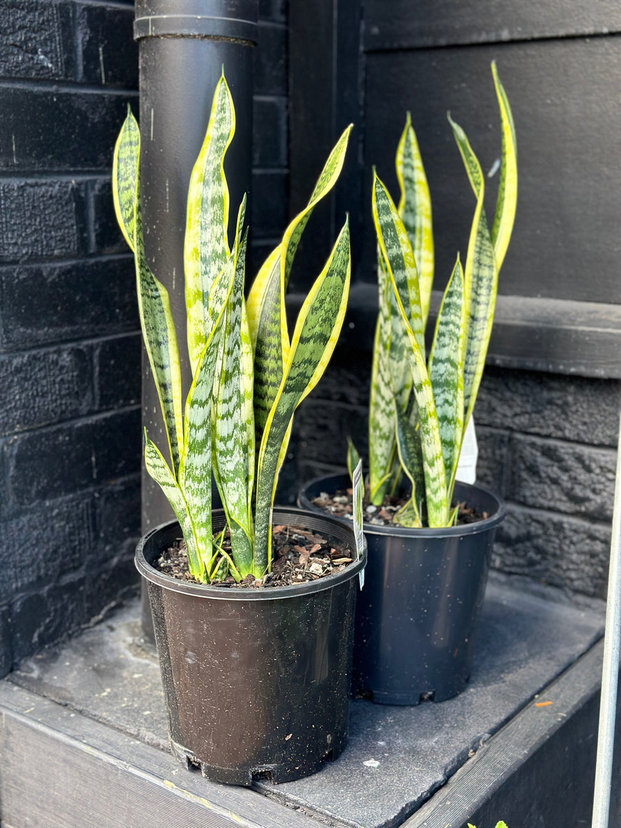 SANSEVIERIA LAURENTII 200MM