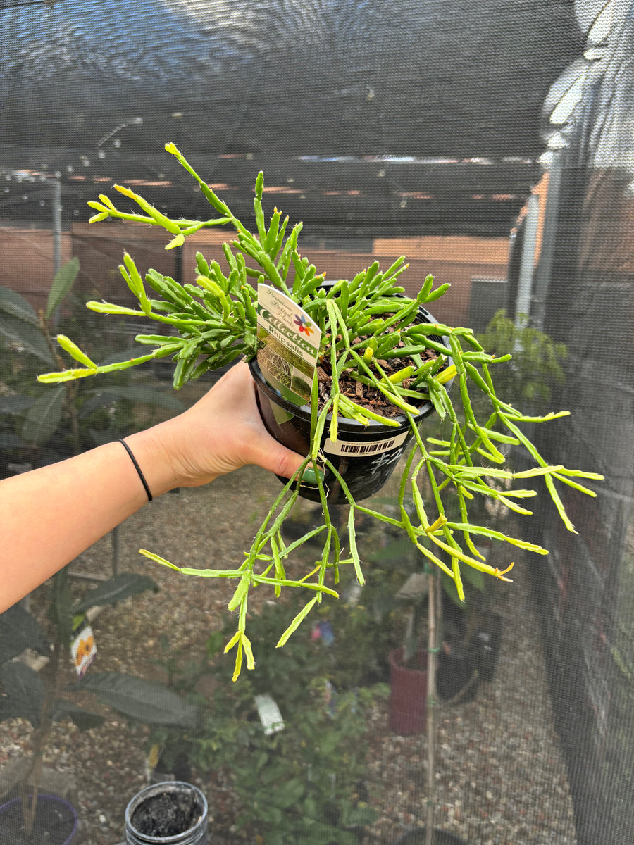 RHIPSALIS