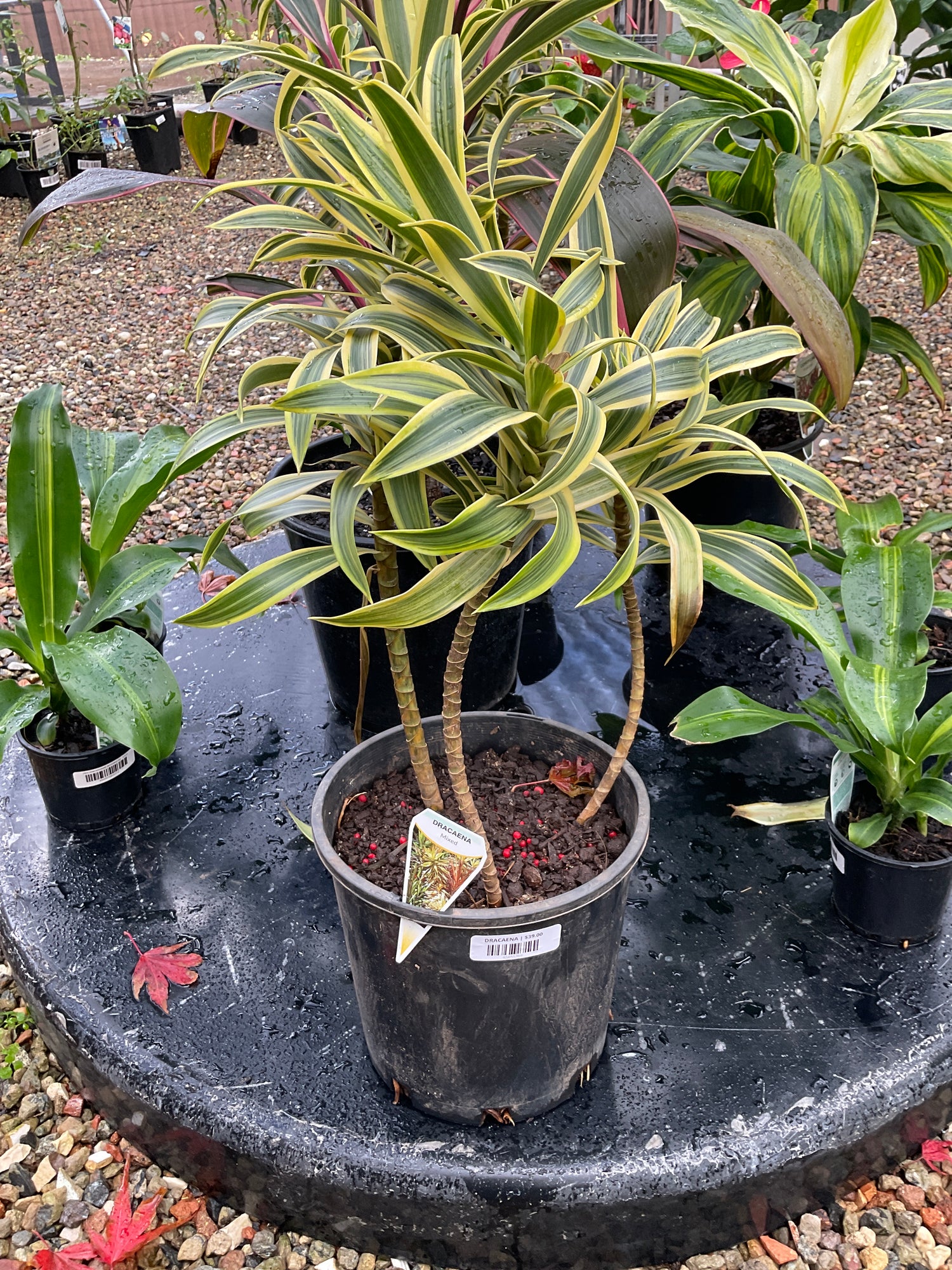 Dracaena Reflexa Song Of India