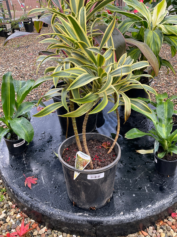 Dracaena Reflexa Song of India