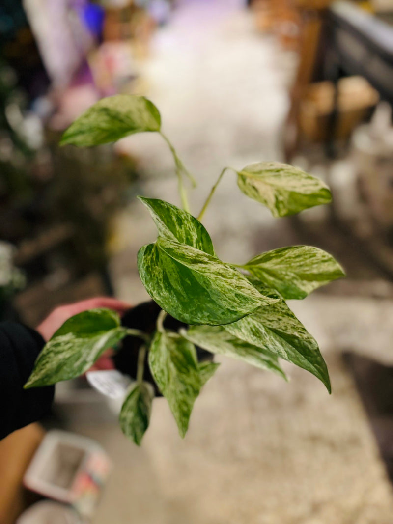 POTHOS MARBLE QUEEN