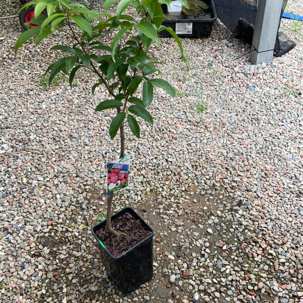 Lychee Erdon Lee 5L