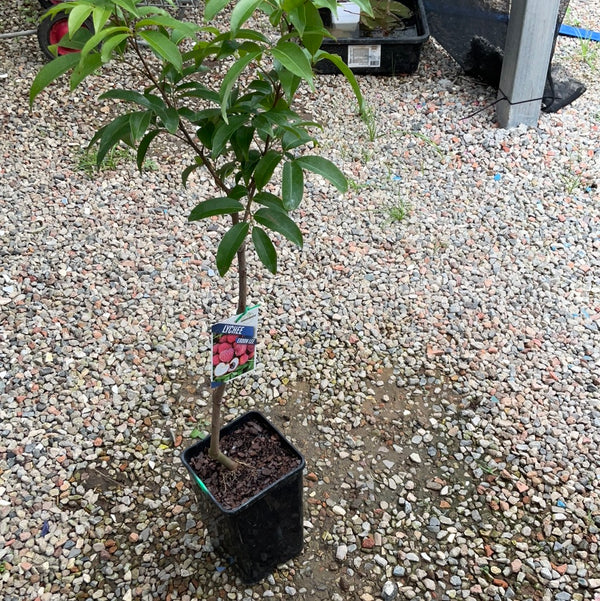 Lychee Erdon Lee 5L
