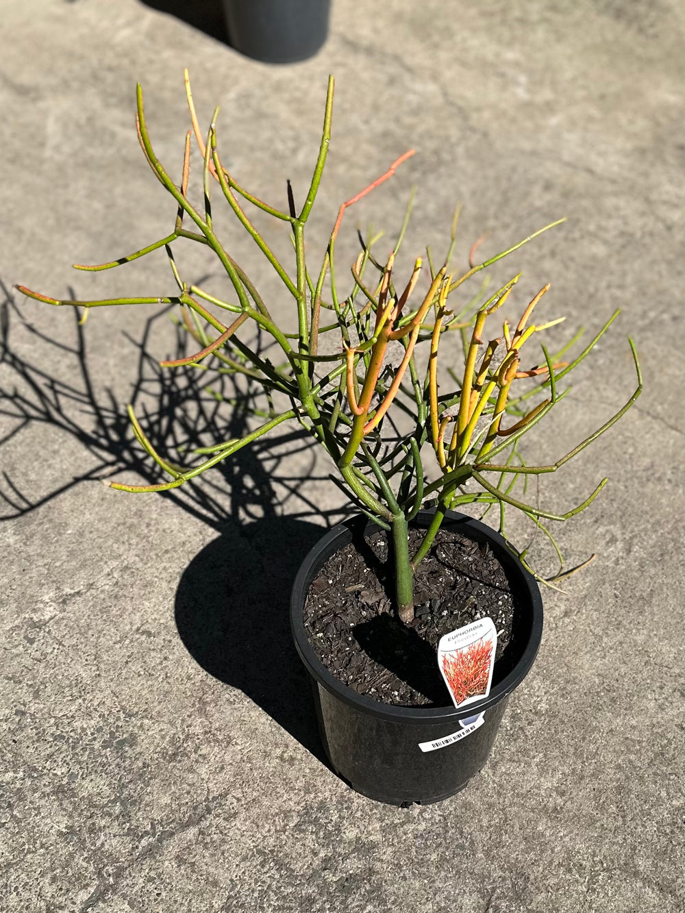 Firesticks