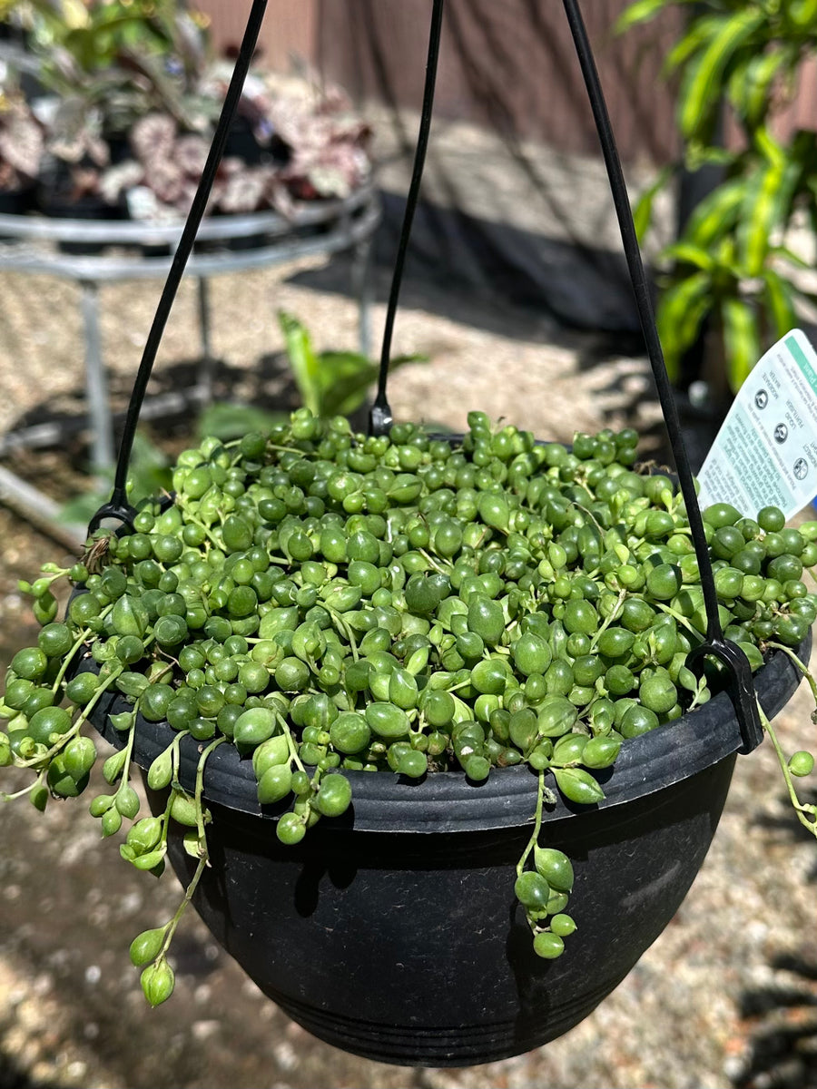 STRING OF PEARLS