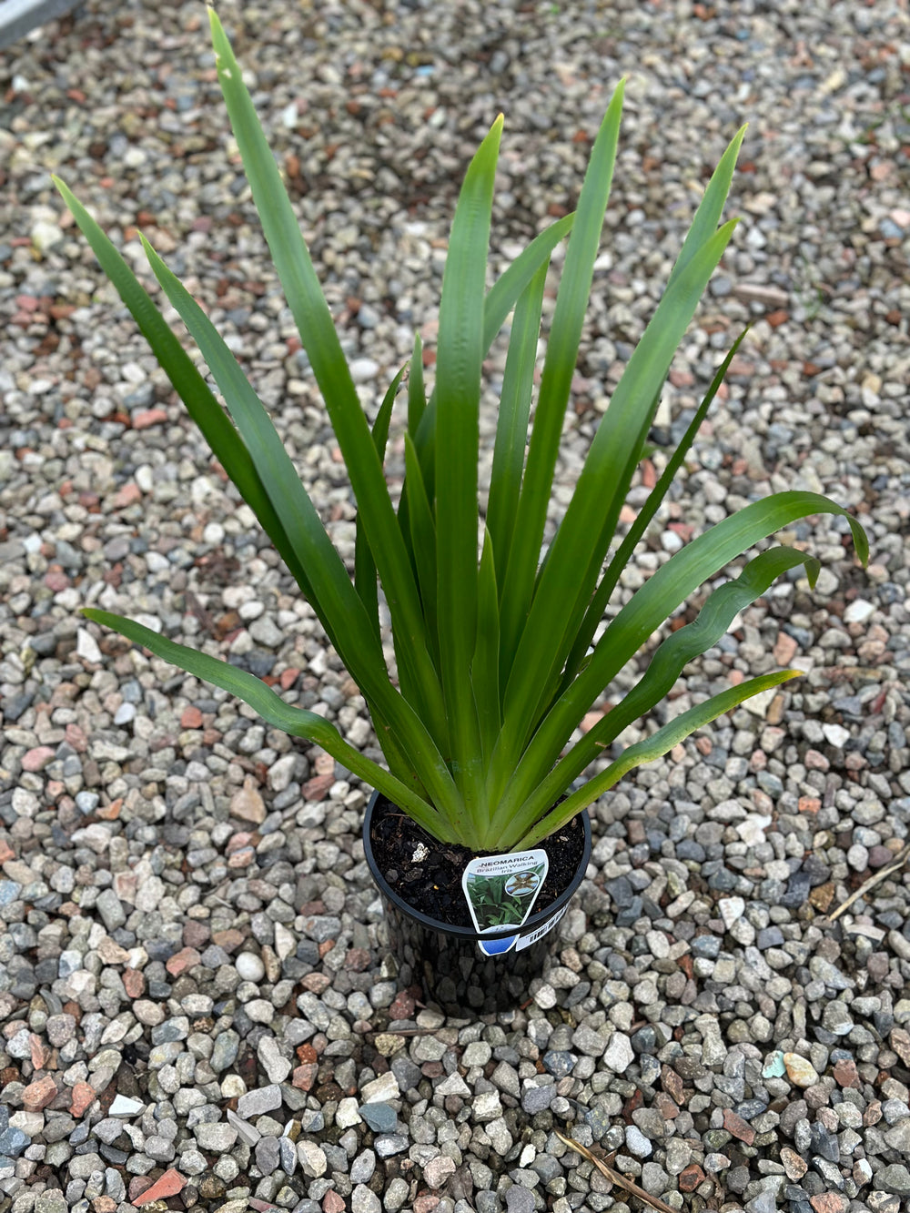 Brazilian Walking Iris