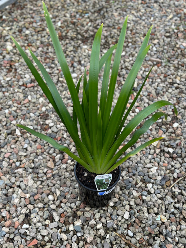 Brazilian Walking Iris