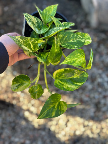 LOW LIGHT PLANTS image