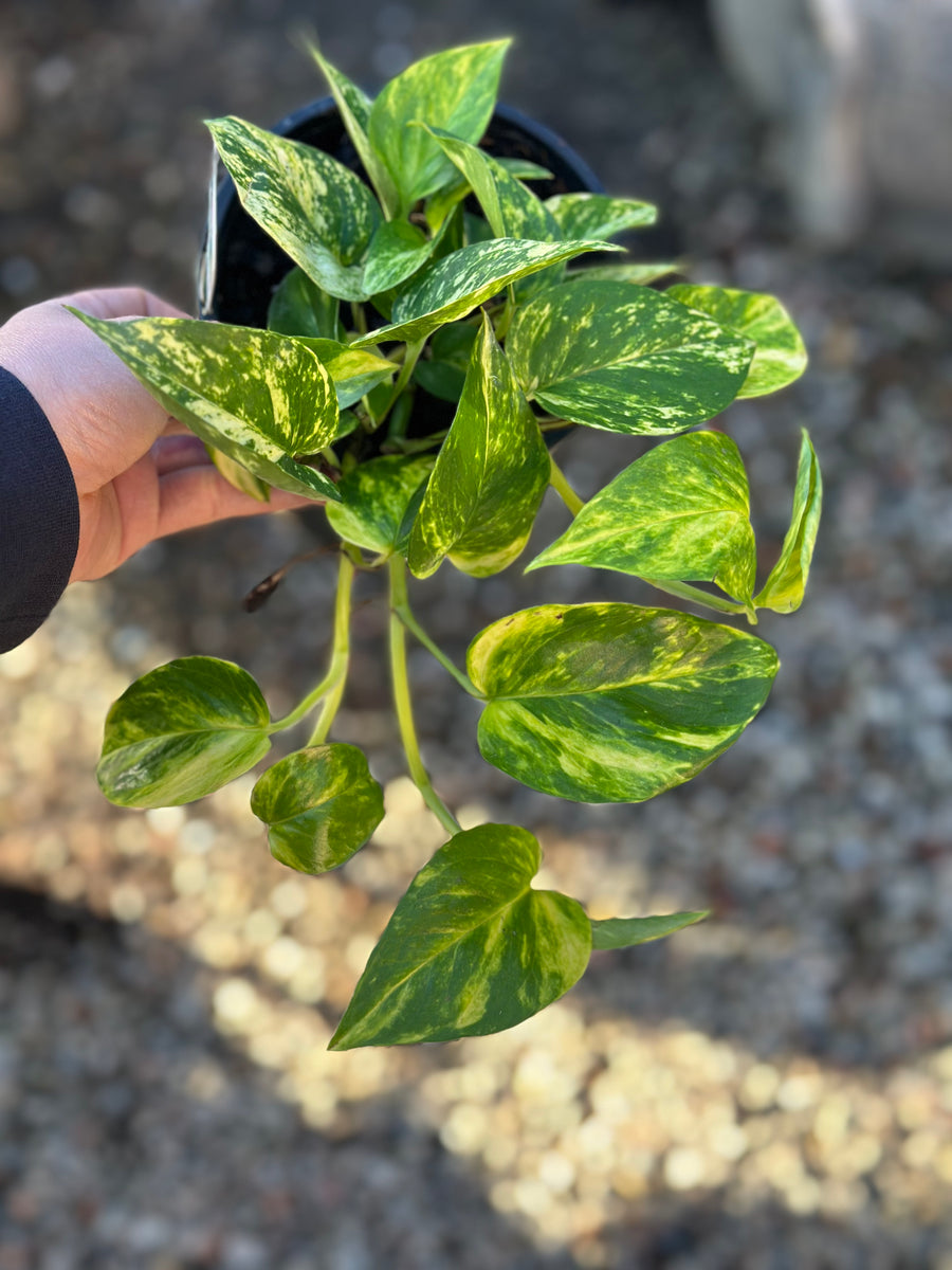 AUREUM POTHOS