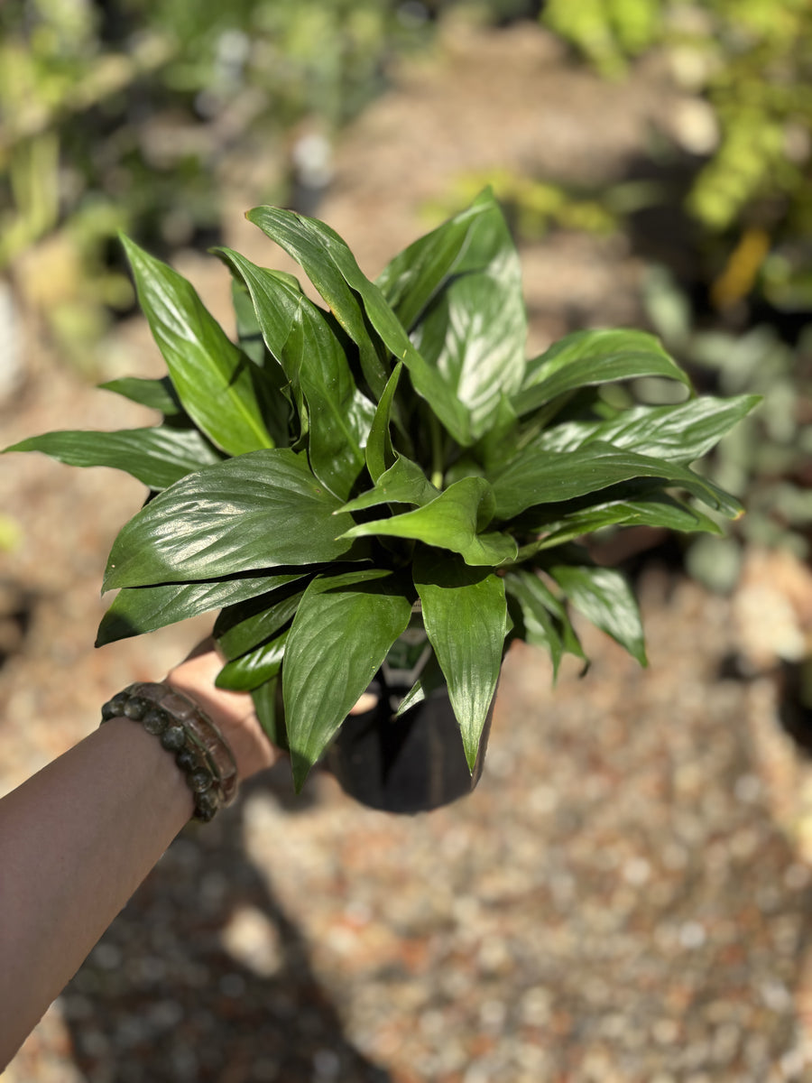 SPATHIPHYLLUM Madonna Lily