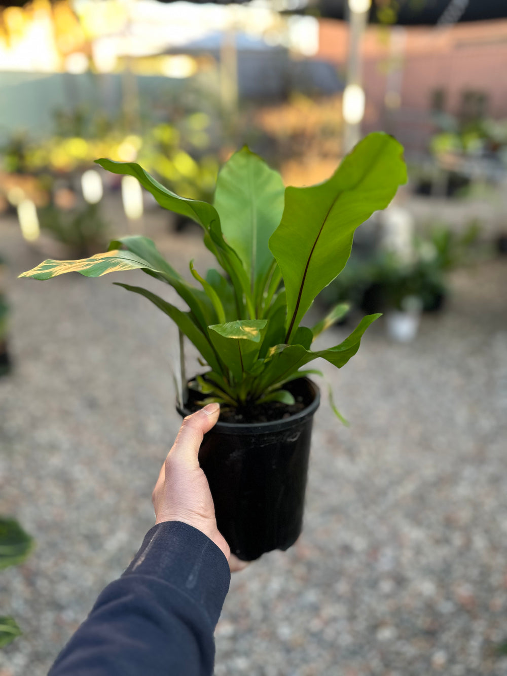 Birds Nest Fern