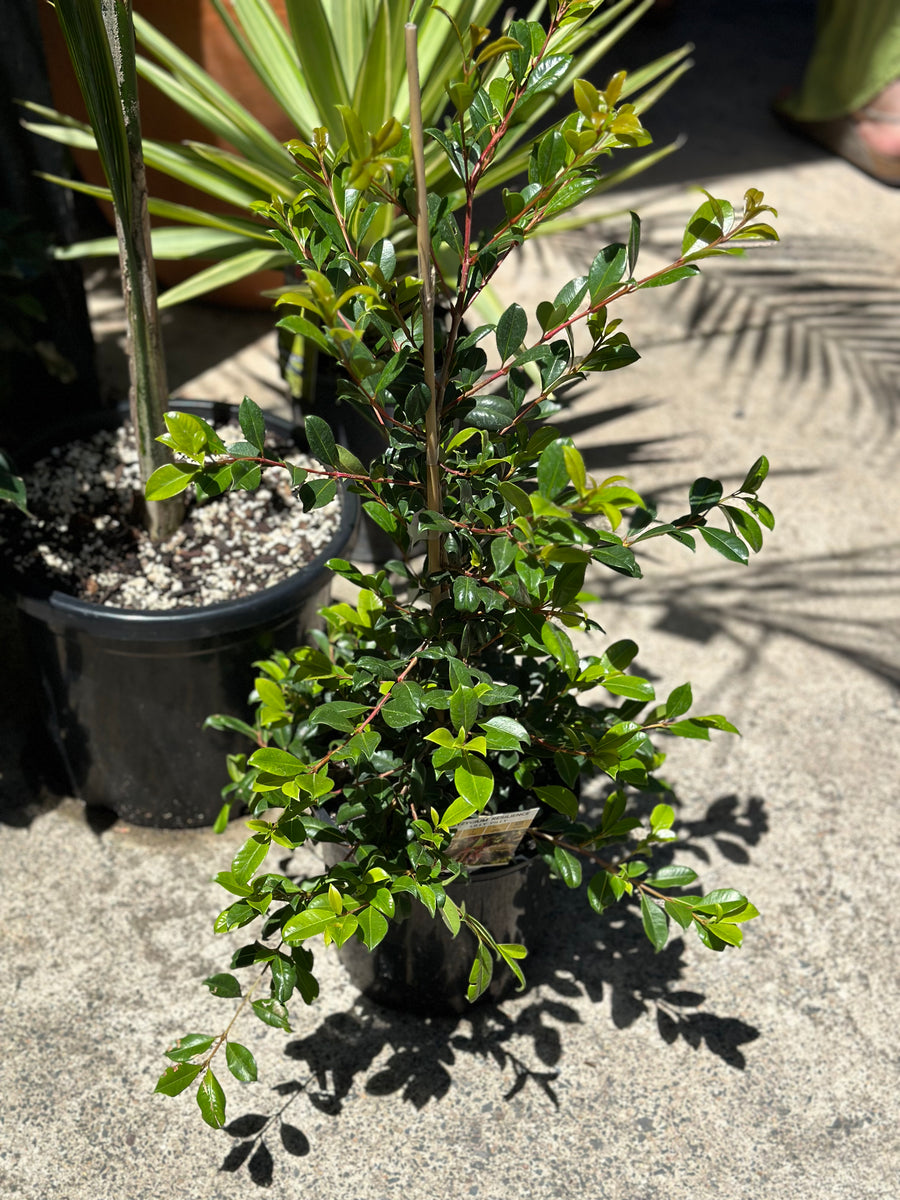 SYZYGIUM RESILIENCE LILY PILLY