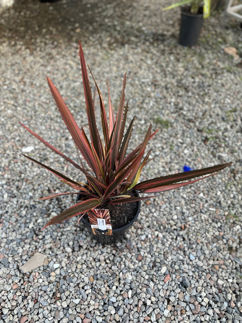 Phormium Chieftain